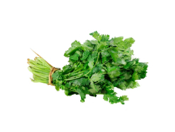 Cilantro Kilo
